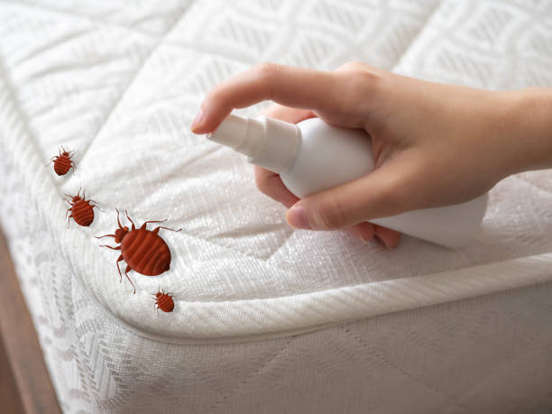 Real Estate Pest Inspections in Mountain City, GA